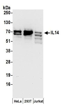 Rabbit IL14 Antibody