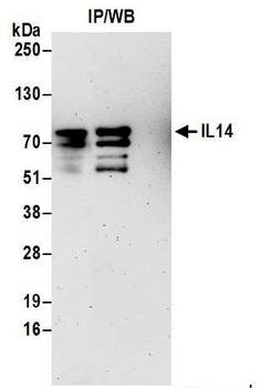 Rabbit IL14 Antibody