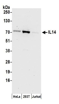 Rabbit IL14 Antibody