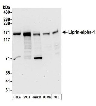 Rabbit Liprin-alpha-1 Antibody