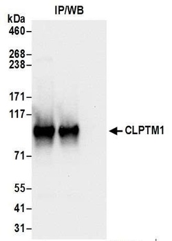 Rabbit CLPTM1 Antibody