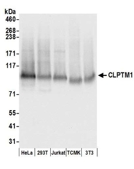 Rabbit CLPTM1 Antibody