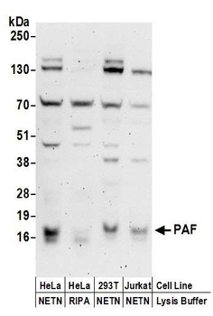 Rabbit PAF Antibody