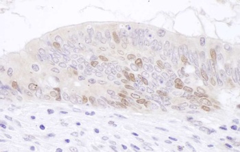 Rabbit PAF Antibody