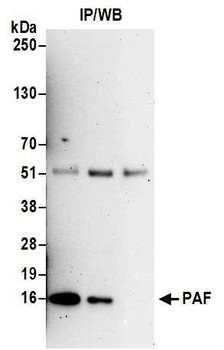 Rabbit PAF Antibody