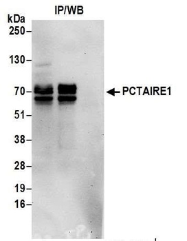 Rabbit PCTAIRE1 Antibody