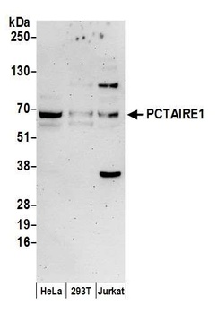 Rabbit PCTAIRE1 Antibody
