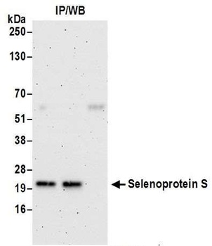 Rabbit Selenoprotein S Antibody