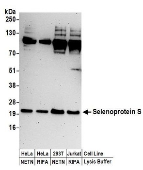 Rabbit Selenoprotein S Antibody