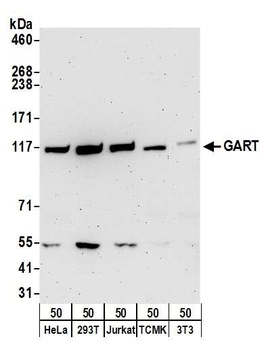 Rabbit GART Antibody