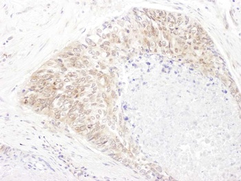 Rabbit SHMT1 Antibody