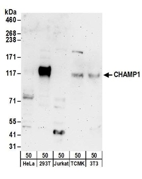 Rabbit CHAMP1 Antibody