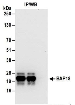 Rabbit BAP18 Antibody