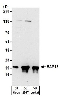 Rabbit BAP18 Antibody