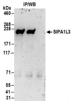 Rabbit SIPA1L3 Antibody