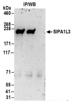 Rabbit SIPA1L3 Antibody