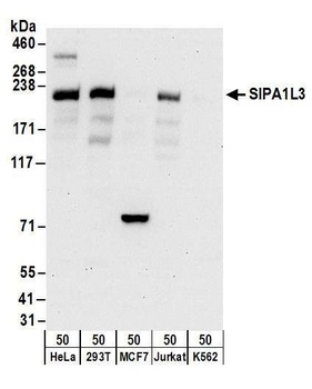 Rabbit SIPA1L3 Antibody