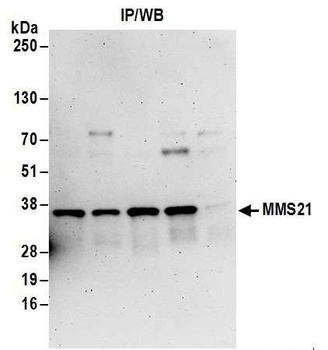 Rabbit MMS21 Antibody