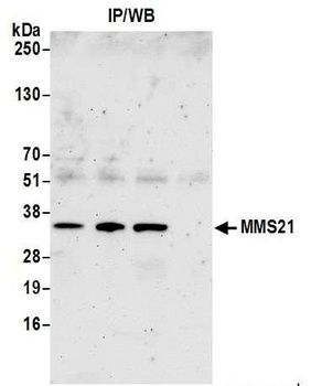 Rabbit MMS21 Antibody
