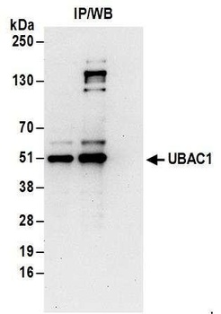 Rabbit UBAC1 Antibody