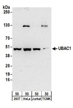 Rabbit UBAC1 Antibody