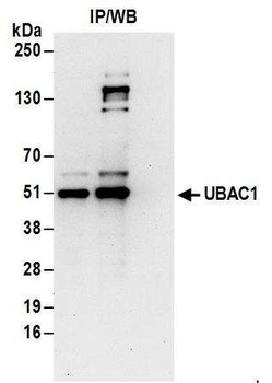 Rabbit UBAC1 Antibody