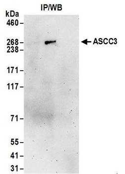 Rabbit ASCC3 Antibody
