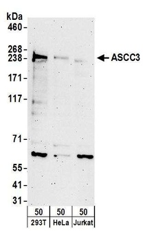 Rabbit ASCC3 Antibody