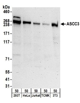 Rabbit ASCC3 Antibody