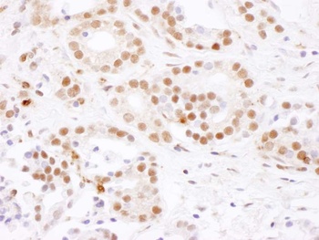 Rabbit SF3B4 Antibody