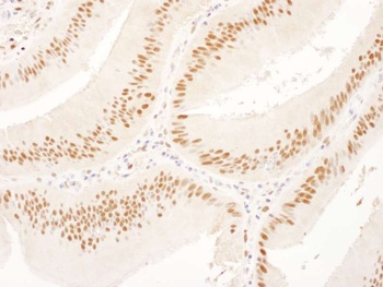 Goat USP7 Antibody