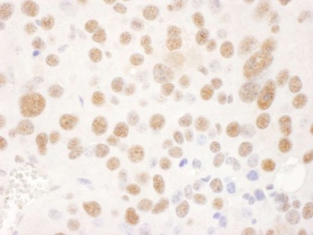 Goat USP7 Antibody