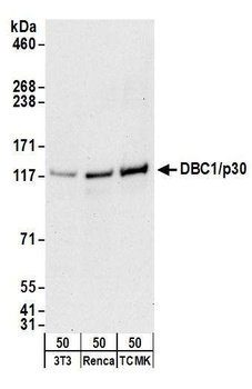 Goat DBC1/p30 DBC Antibody
