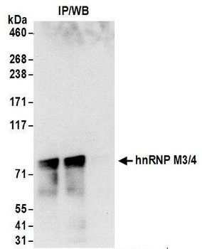 Rabbit hnRNP M3/4 Antibody