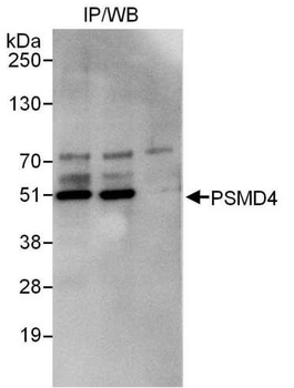 Rabbit PSMD4 Antibody