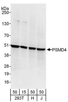 Rabbit PSMD4 Antibody