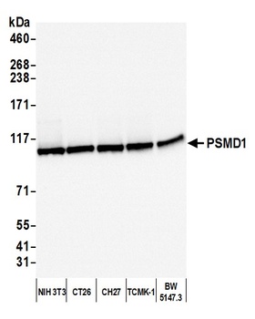 Rabbit PSMD1 Antibody