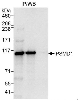Rabbit PSMD1 Antibody