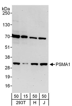 Rabbit PSMA1 Antibody