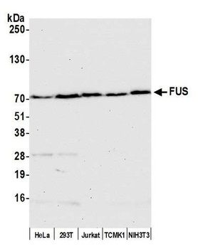 Goat FUS Antibody
