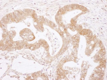 Rabbit Caspase 3 Antibody