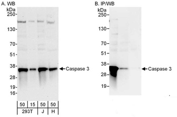 Rabbit Caspase 3 Antibody