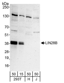 Rabbit LIN28B Antibody