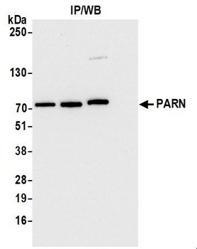 Rabbit PARN Antibody