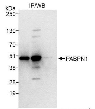 Rabbit PABPN1 Antibody