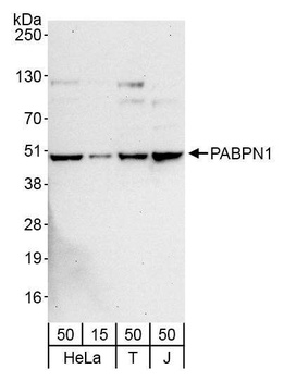 Rabbit PABPN1 Antibody