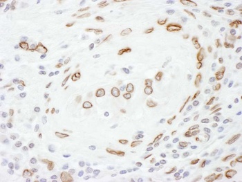 Rabbit Lamin-A Antibody