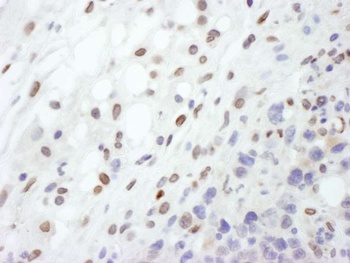 Rabbit Lamin-A Antibody