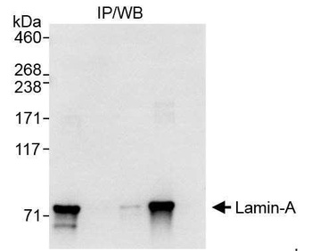 Rabbit Lamin-A Antibody