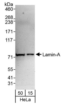 Rabbit Lamin-A Antibody